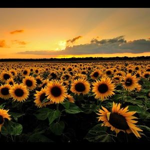 Meet your Posher, Quinn